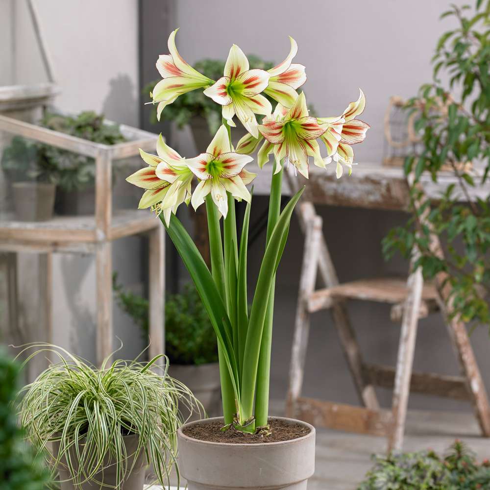 Amaryllis 'Cleopatra'